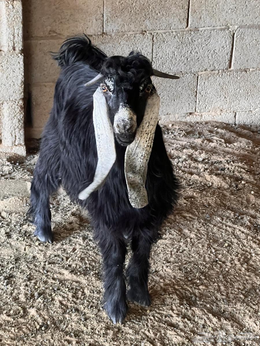 تيوس للبيع64358235969153111