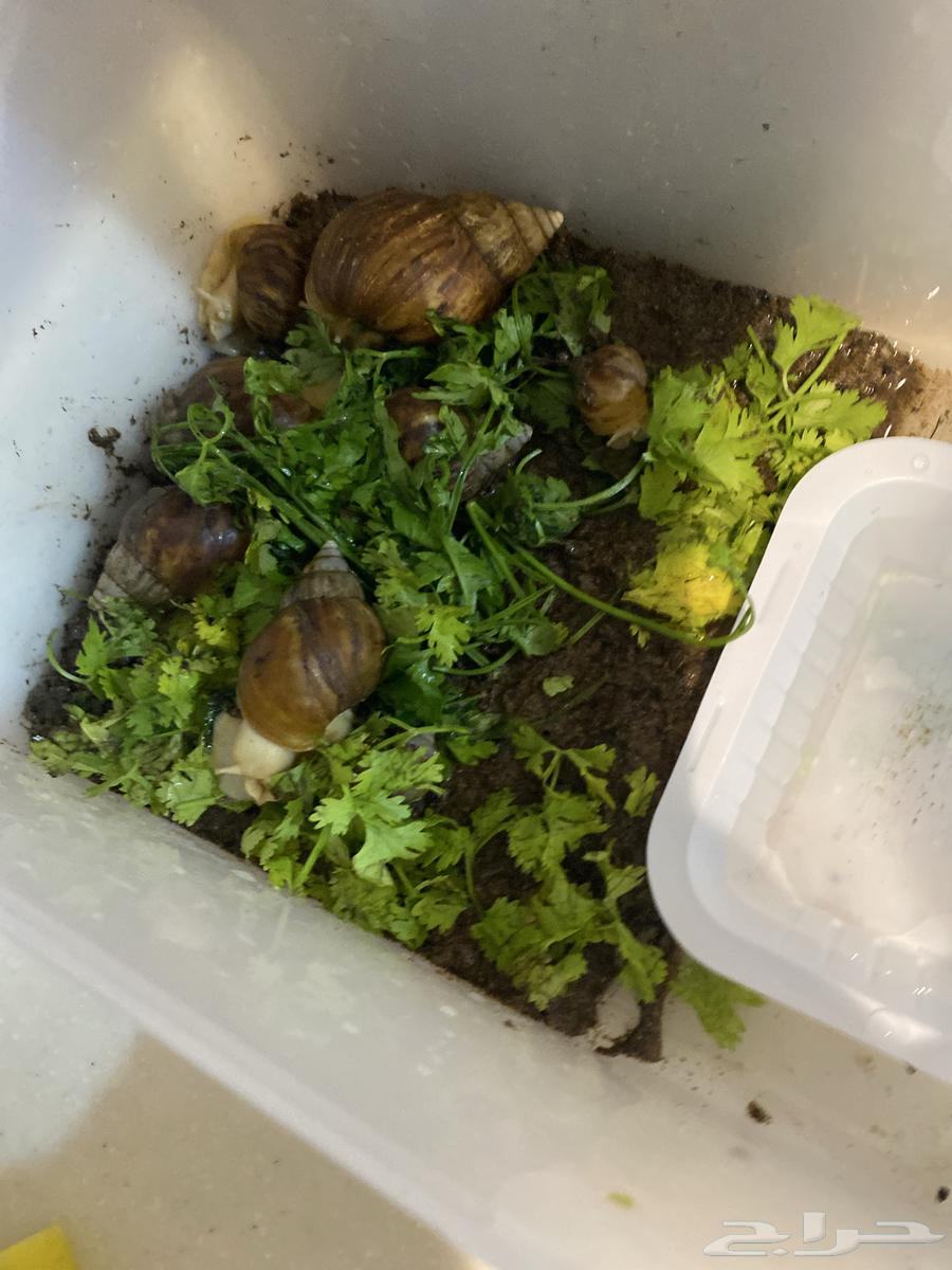 يوجد لدينا سلاحف وحلزونات للبيع64504626722689112