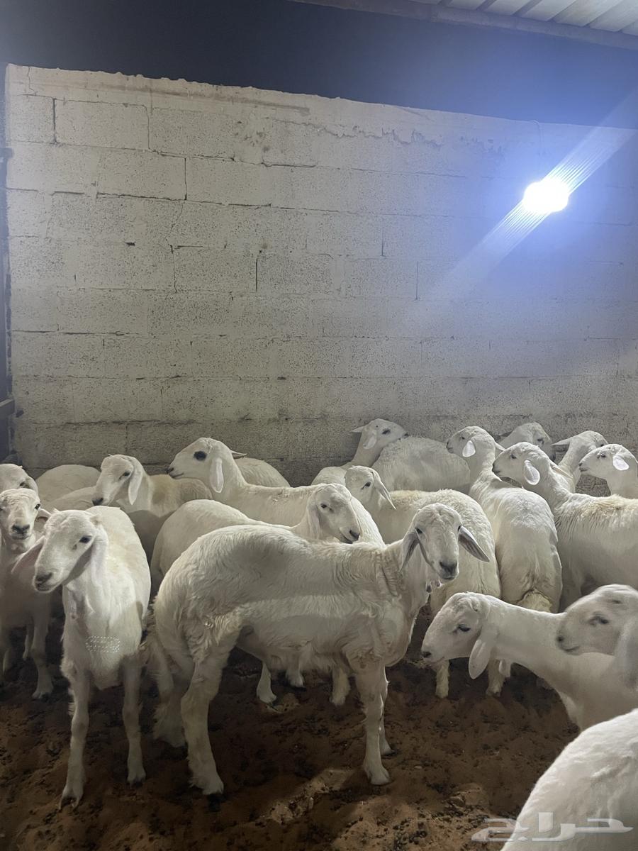 طليان حري فل شحم64352396267138111