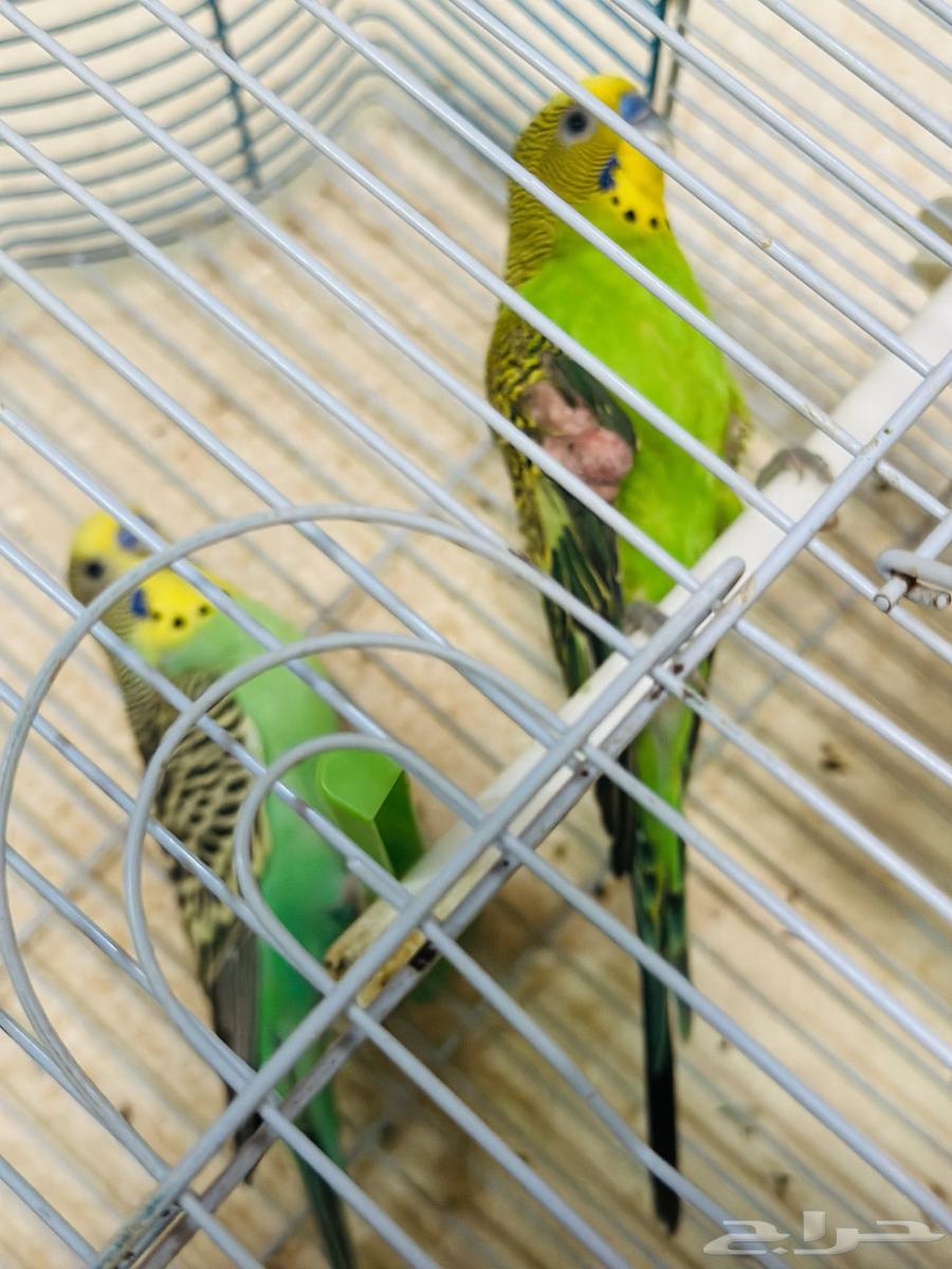 طيور الحب64357291476865111