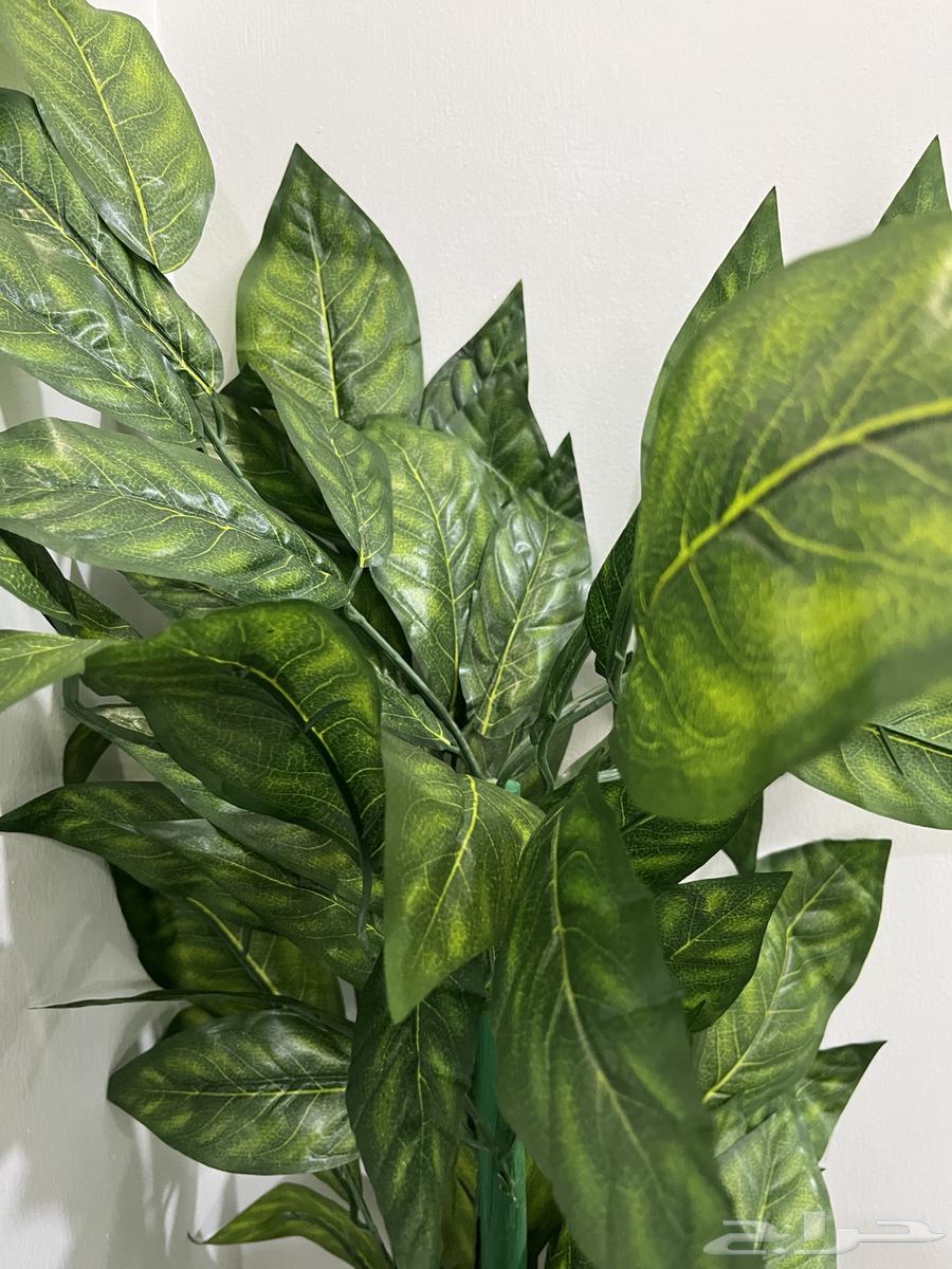 شجر للبيع شجر زينة منزلي64359260431618114