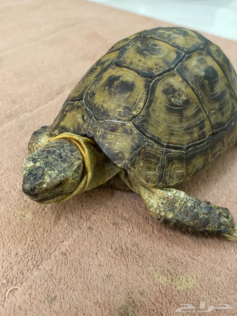 سلحفاه للبيع64354769411971112