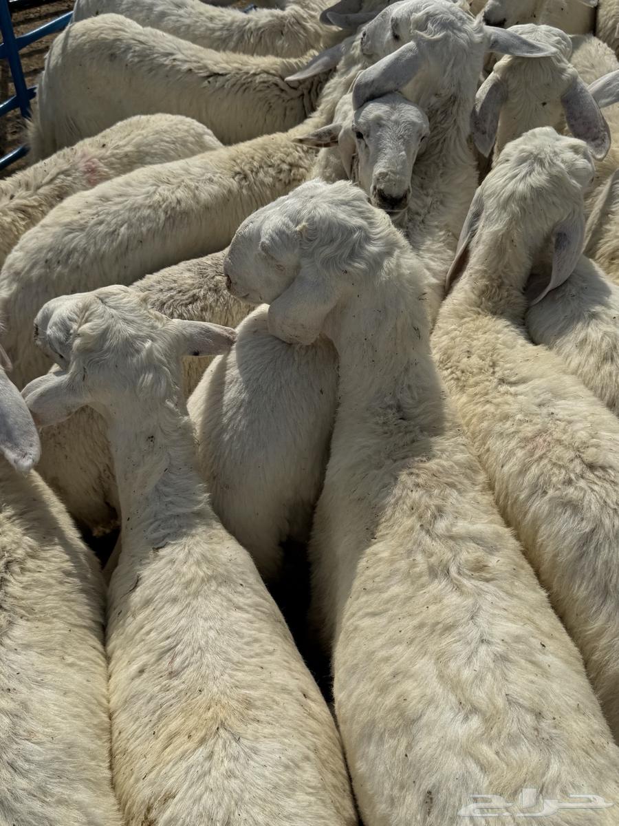 بهم حري64353151232514113