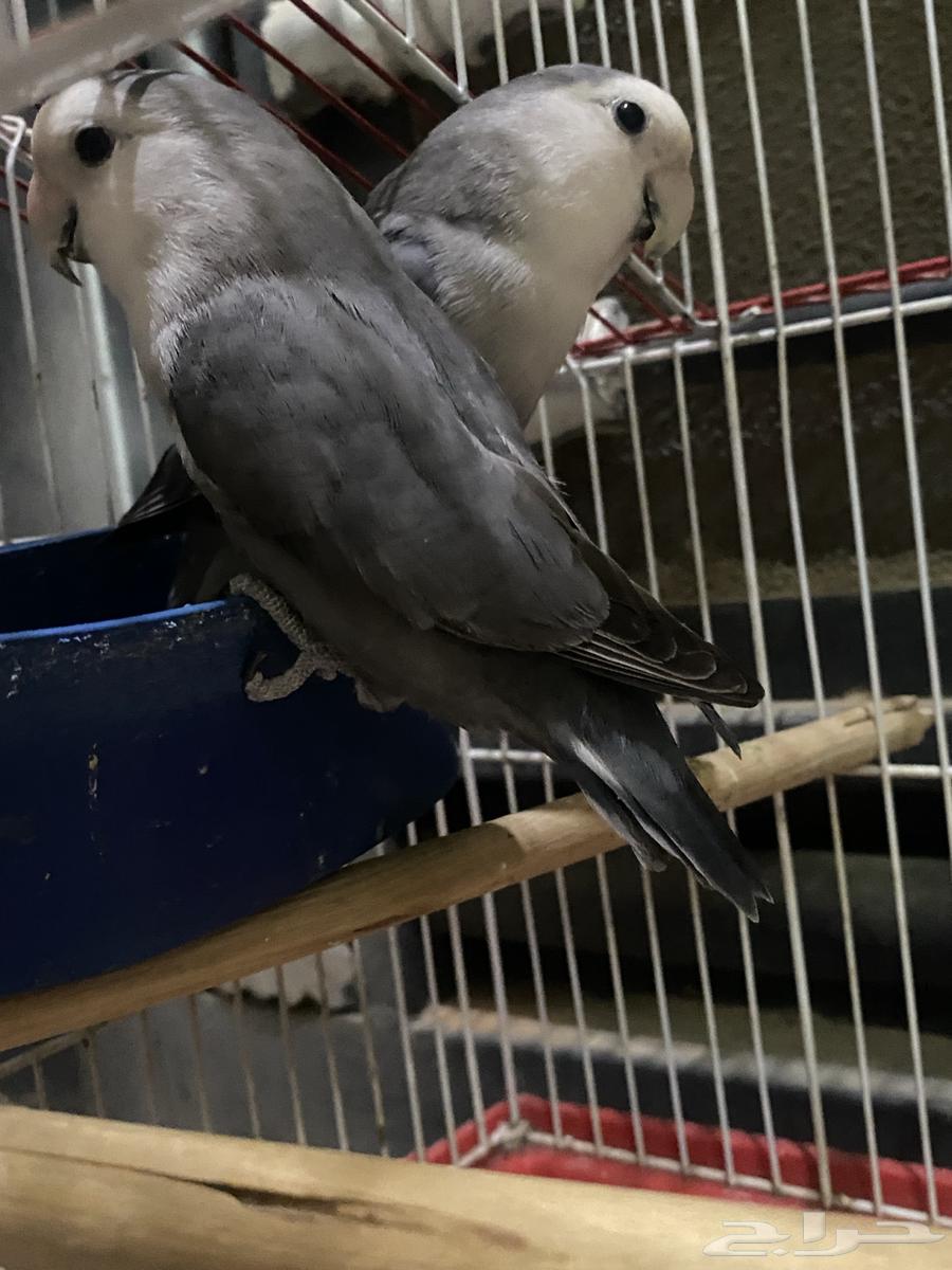 اللبيع .روز نوع الطير  روز العدد 264350659872003114