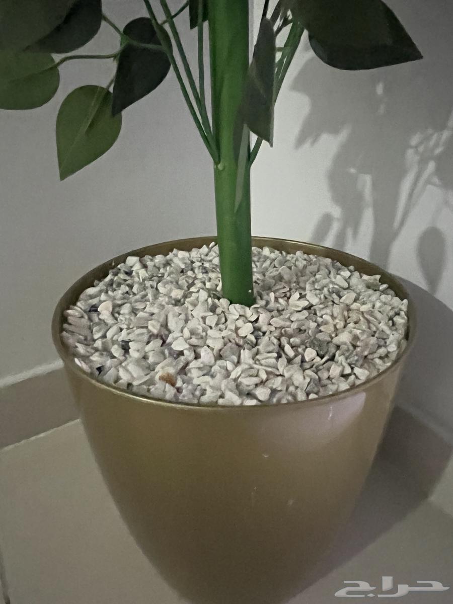 شجر للبيع شجر زينة منزلي64359260431618112