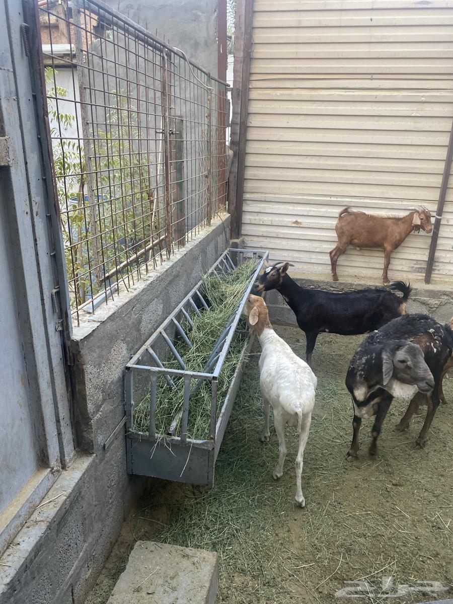 معالف حديد قوي64350411314947113