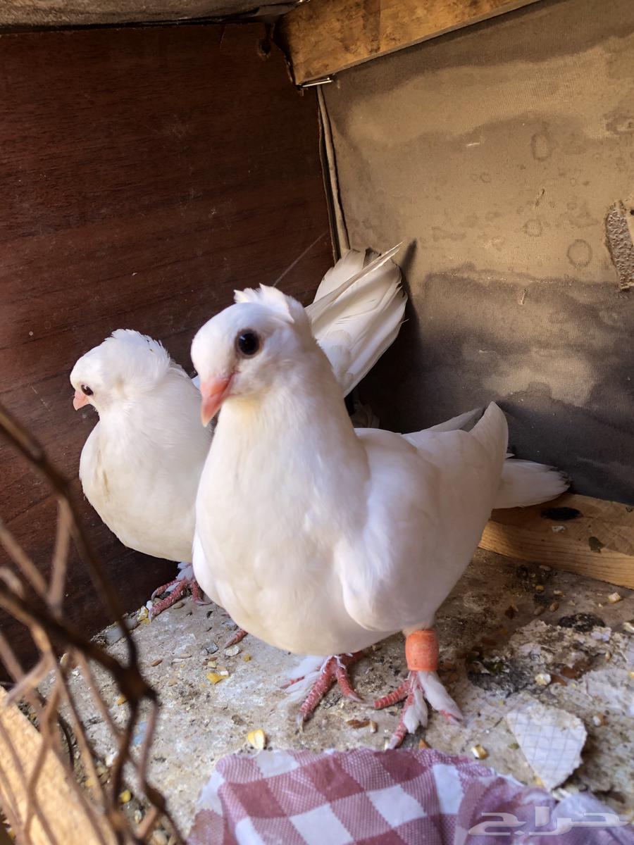 البيع زقليل64359503731330110