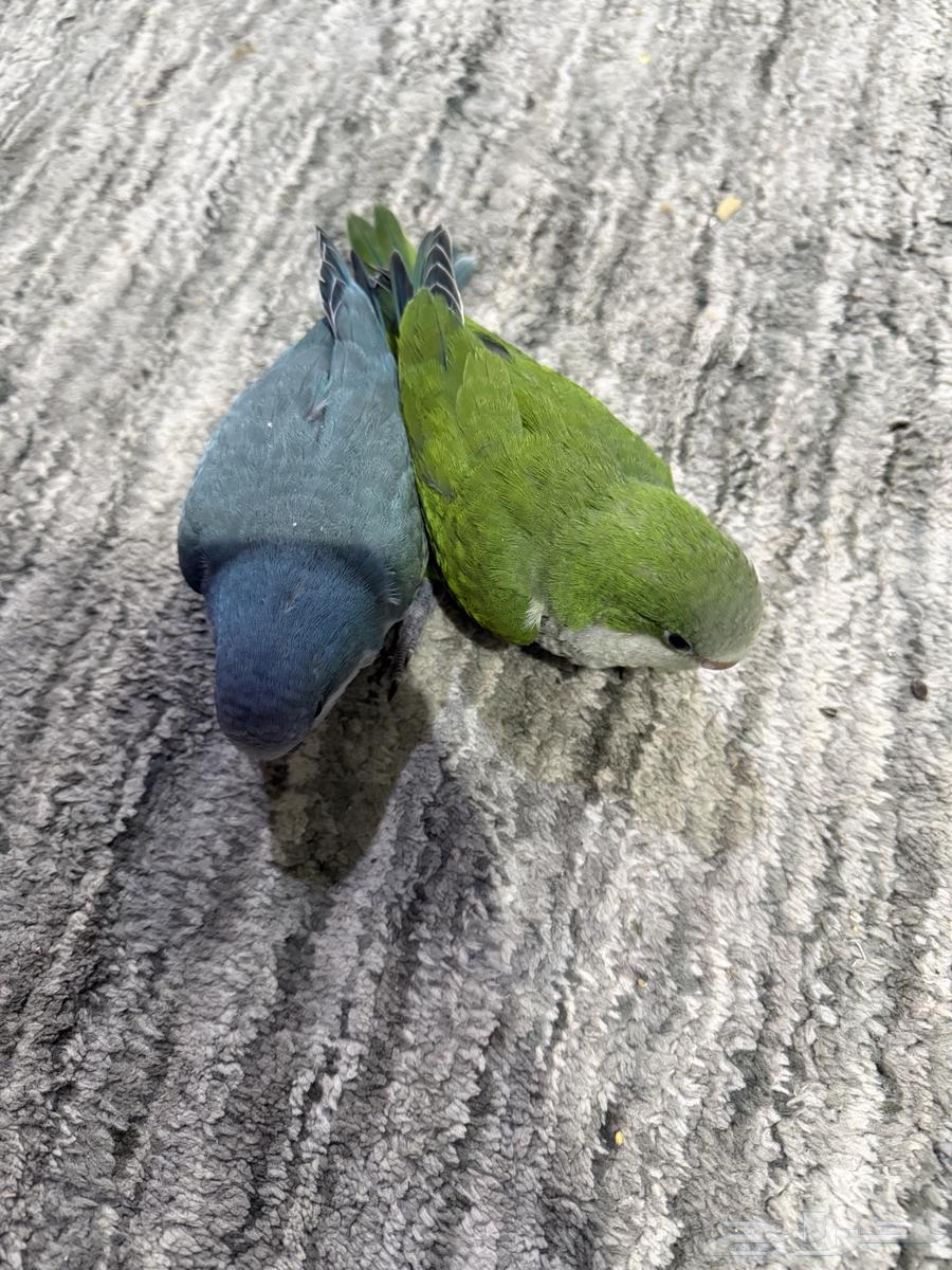 للبيع ببغاء كويكر الراهب فروخ اعمارهم شهرين64357703827586112