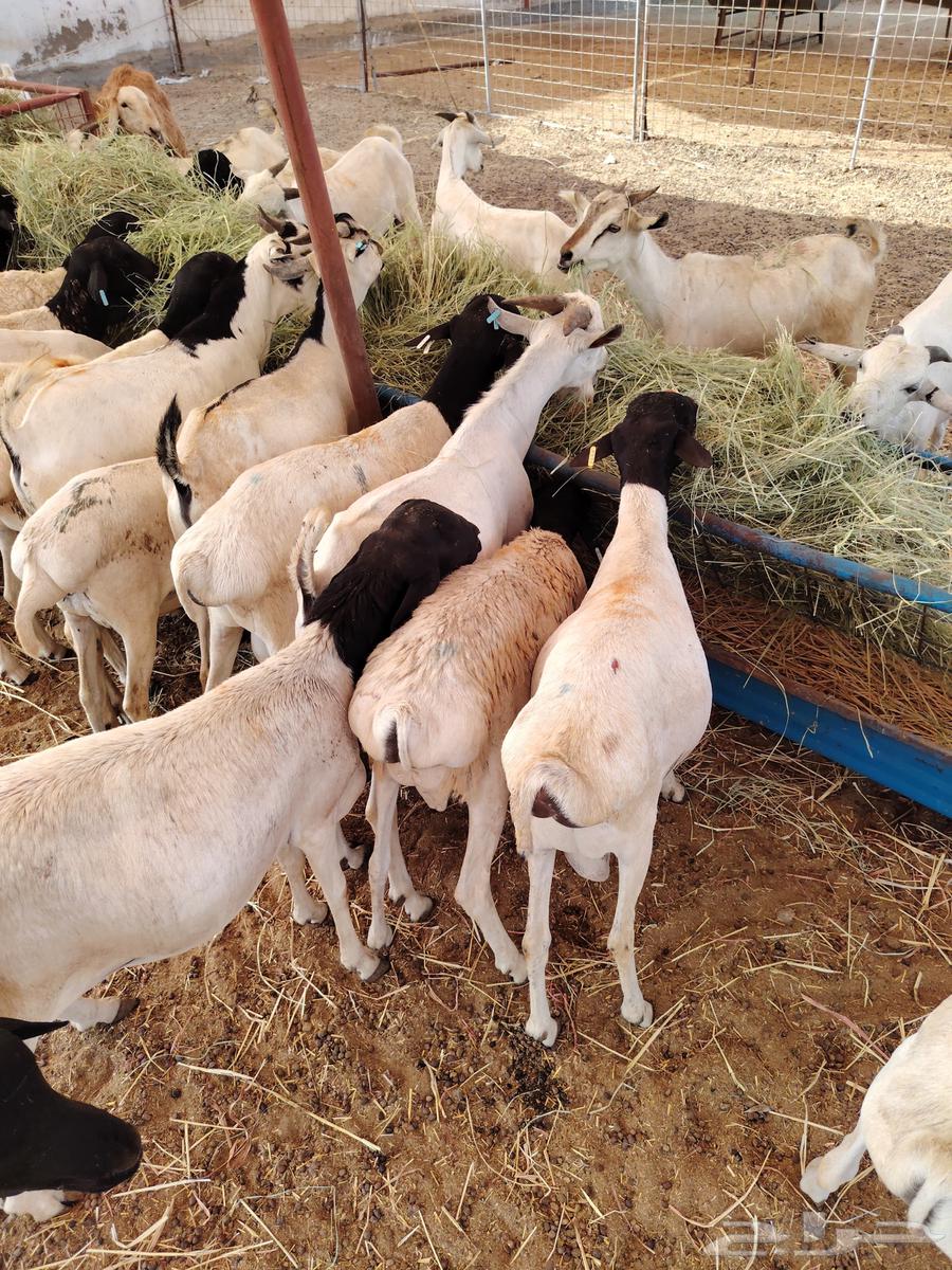 ذبايح تربيه بربري وتيوس وسواكن64356953143683110