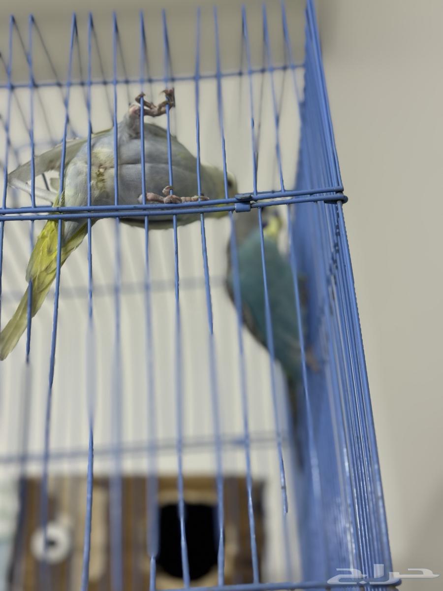 زوج بادجي64357232603265113