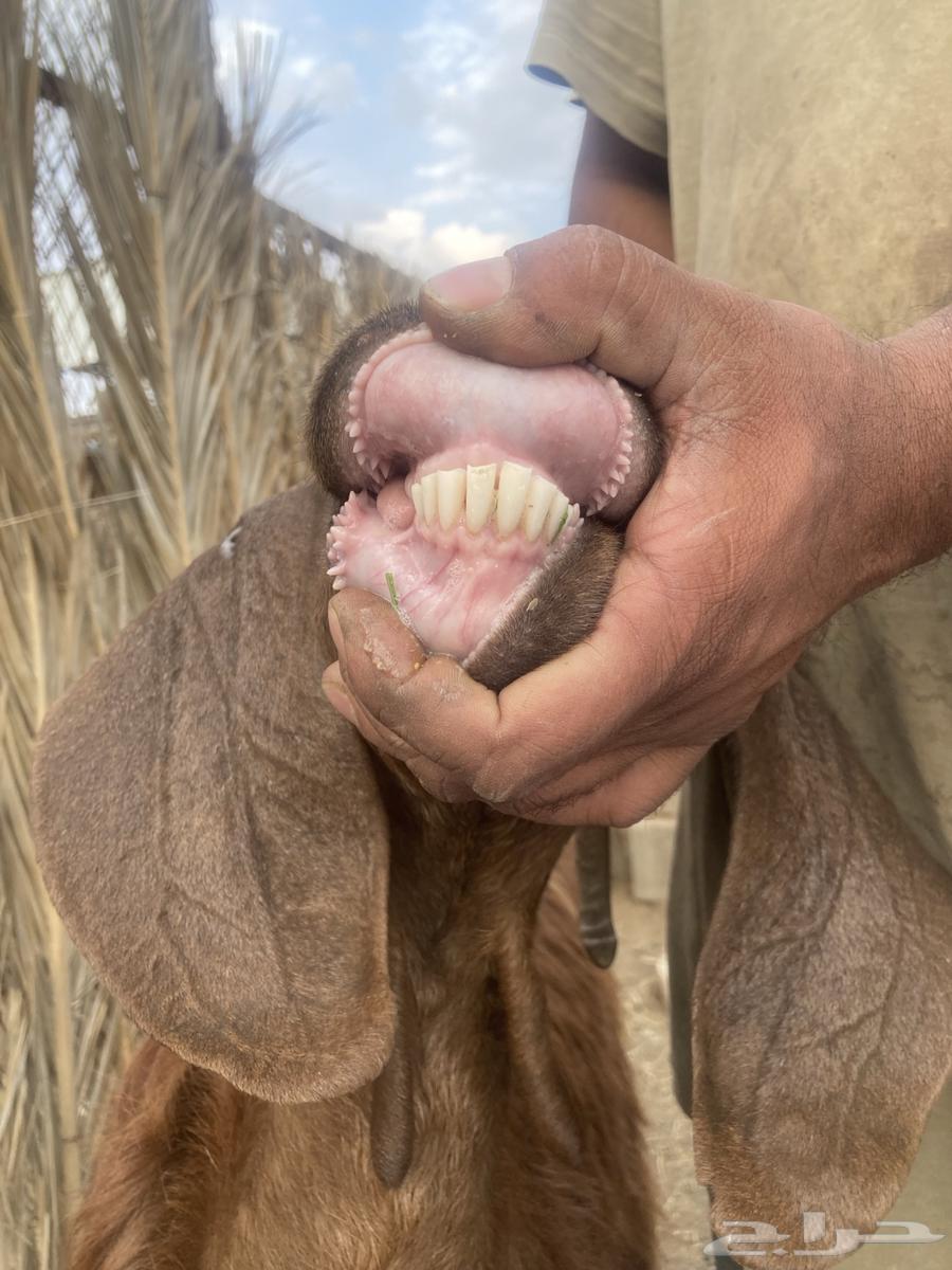 عنزين عليها عنقان64361238856707110