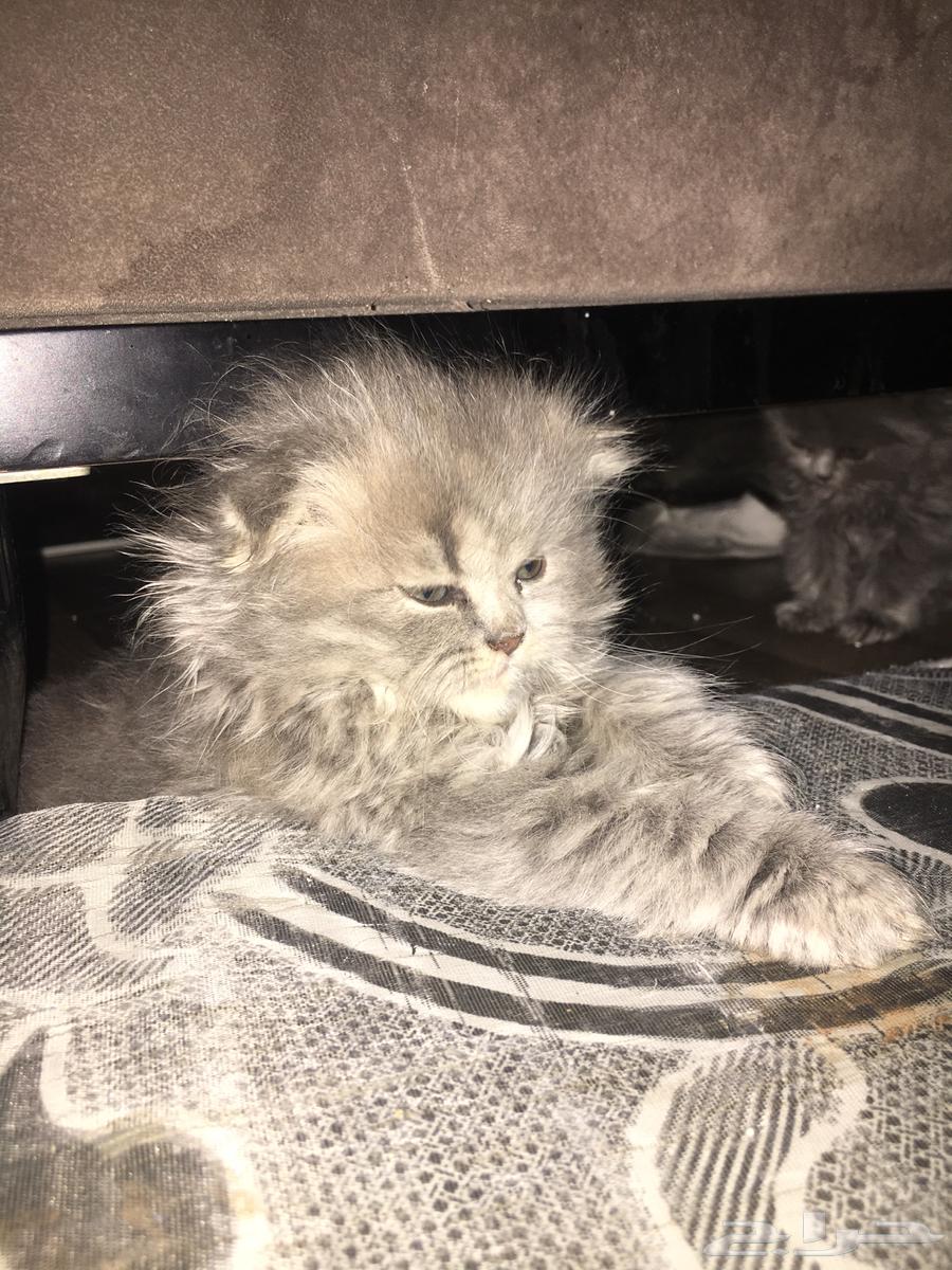 قطه انثى سكوتش فولد بيور64361195058562112