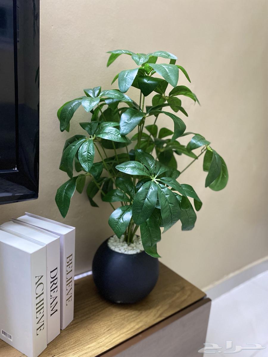 A new small decorative tree64358929068930112