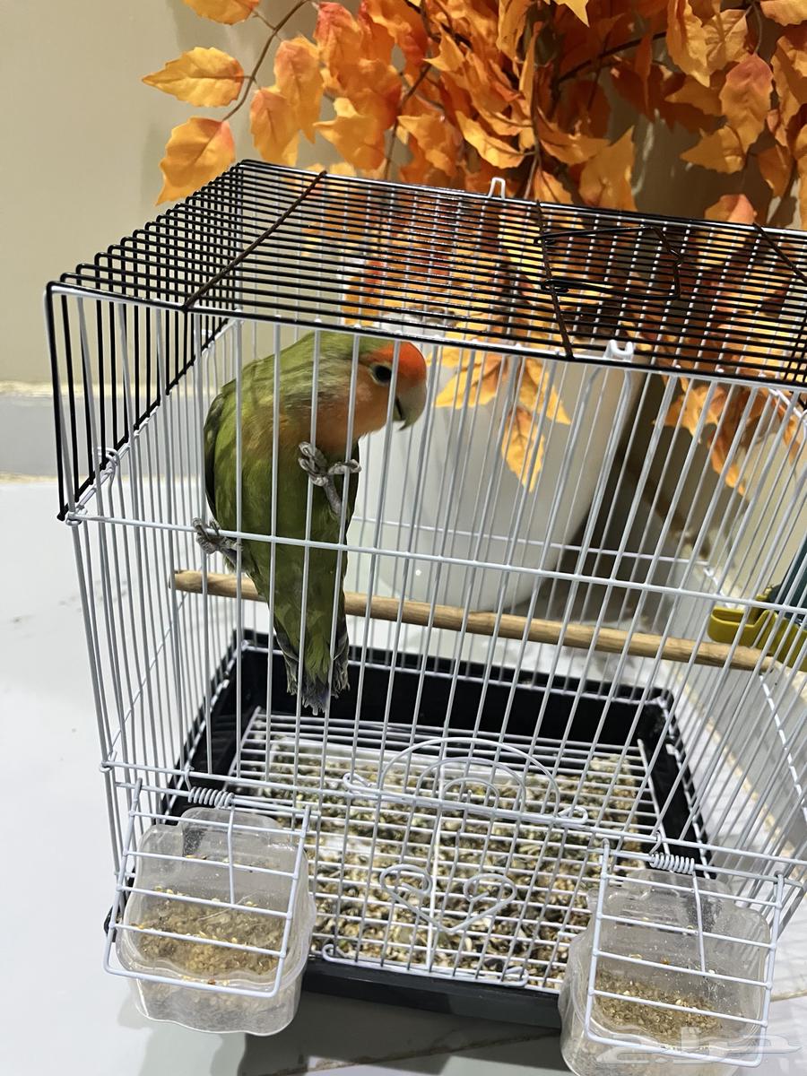 بغبغاء عمره 6 شهور اليف بصحه جيده64349820046338110