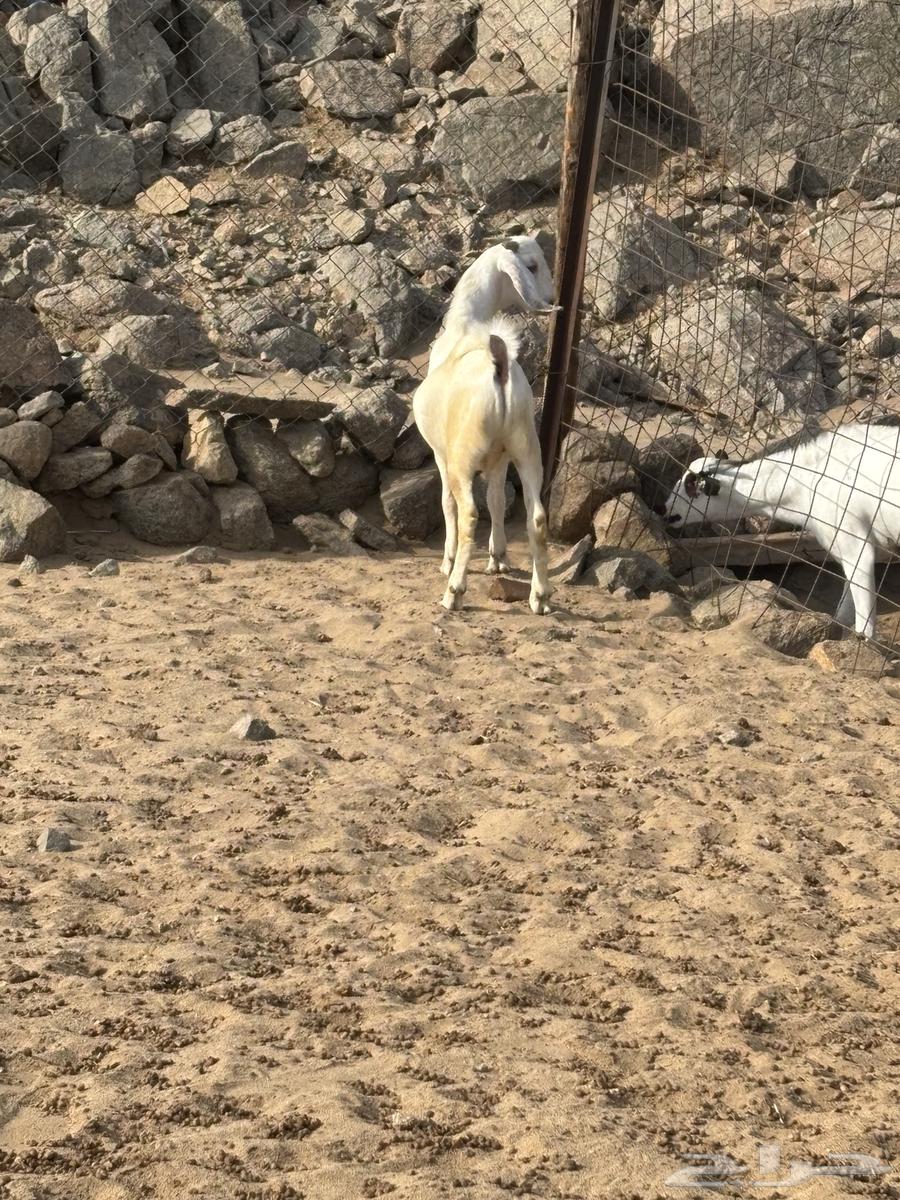 الشميسي طريق الخواجات64353840040706110