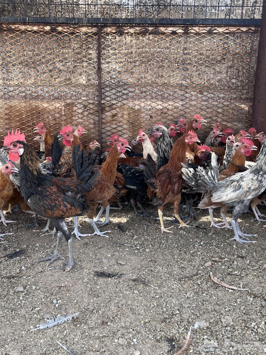 ديوك للبيع64357143339138113