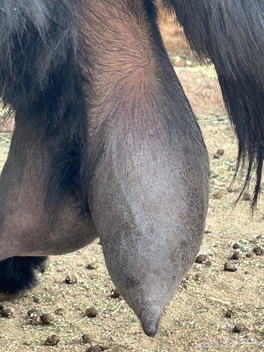 عنز حليب للبيع64356617077506112