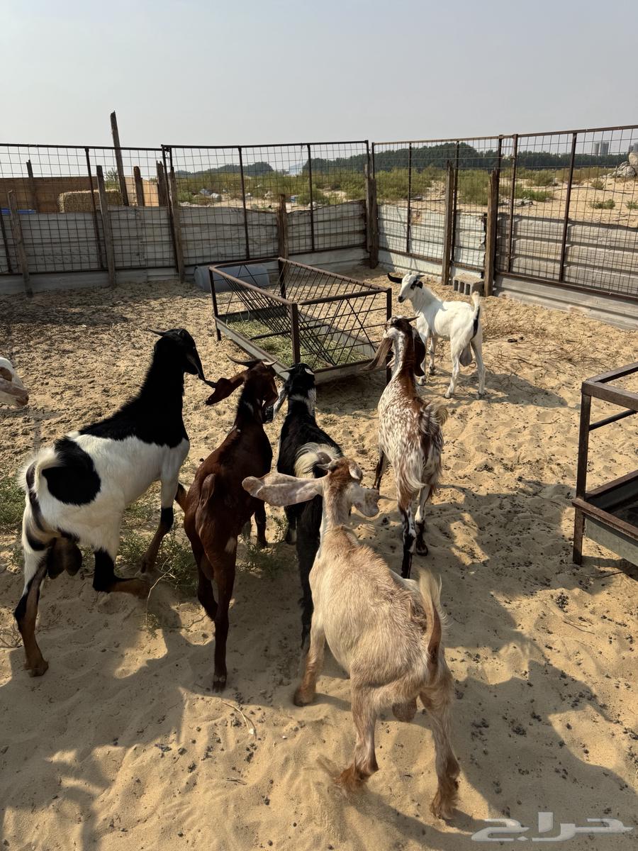 تيوس للبيع64353361386625111