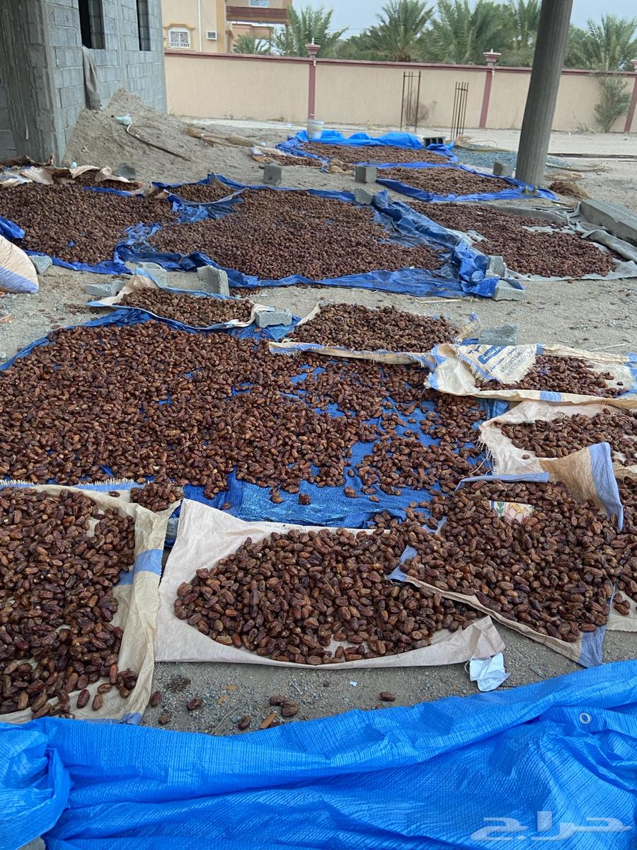 للبيع تمر صفري64358410935937112