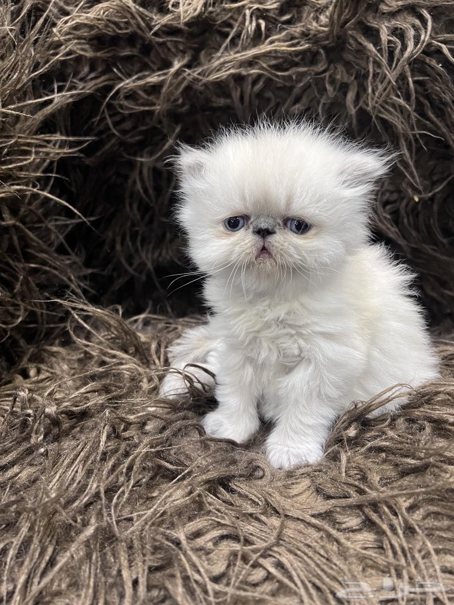 راغدول بيكي فيس بيرشن64354534346882111