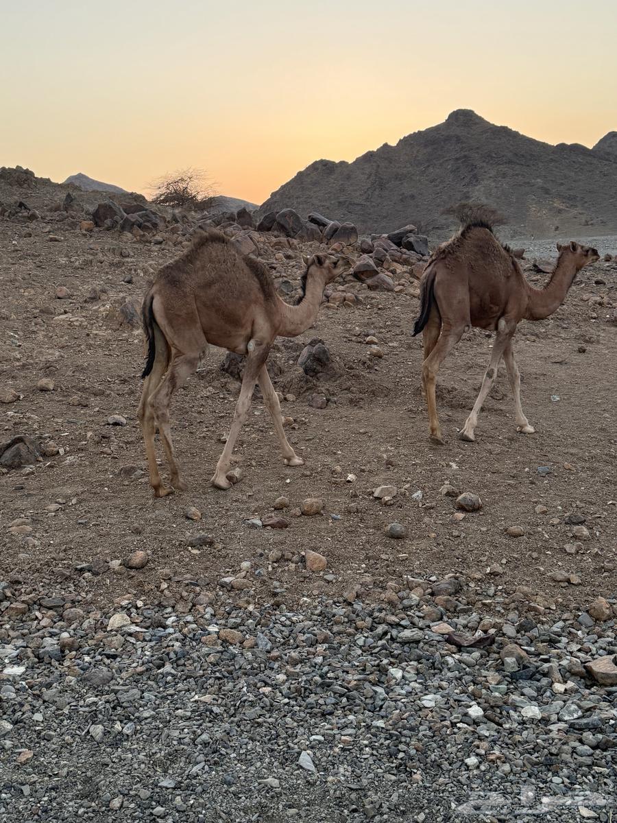 بكرتين للبيع64353957336193114