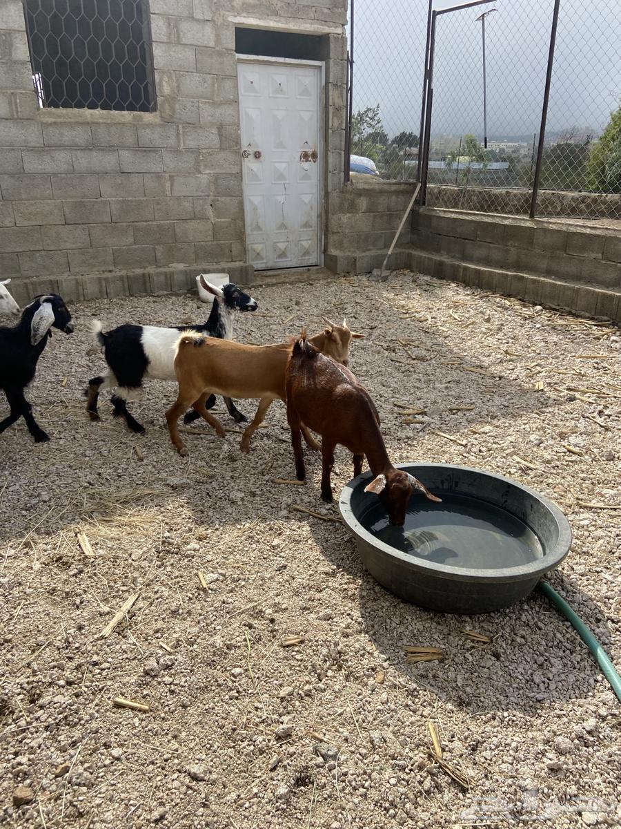 عنقان نظيفه64353721530241111