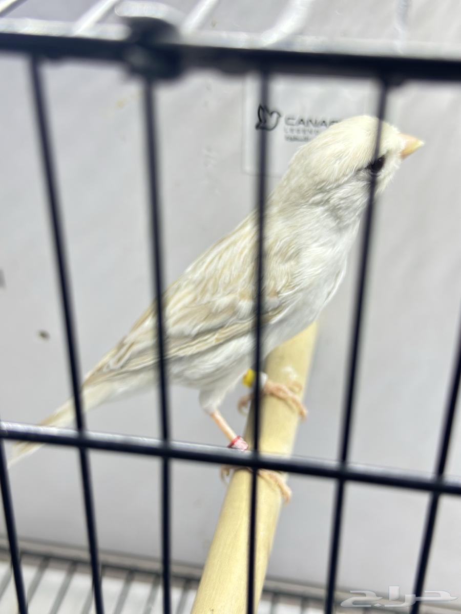 ذكر كناري للبيع64357674448770113