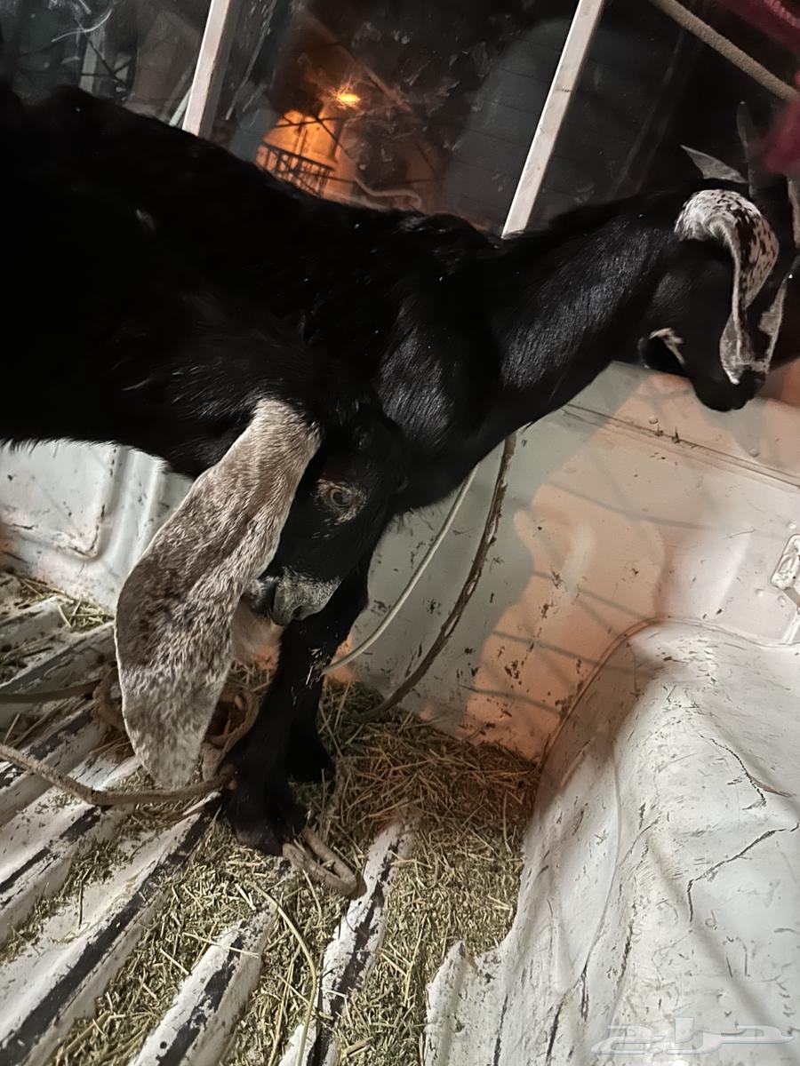 تيوس لباني64361892612739113