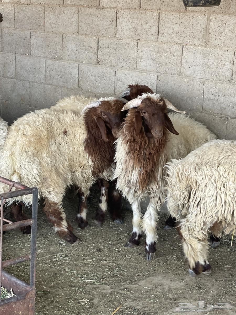 ذبايح للبيع64358308481026110