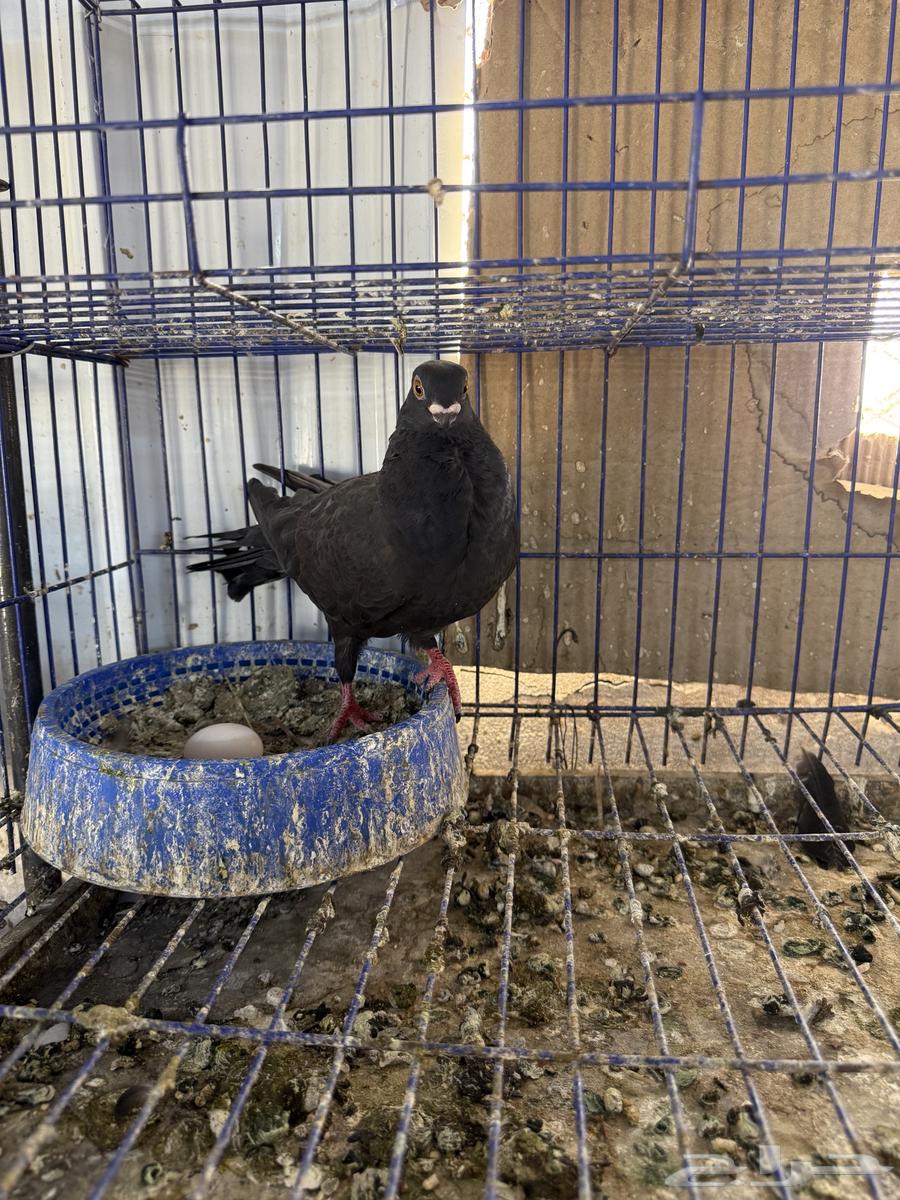 حمام للبيع كلها اناثي64357821104003111