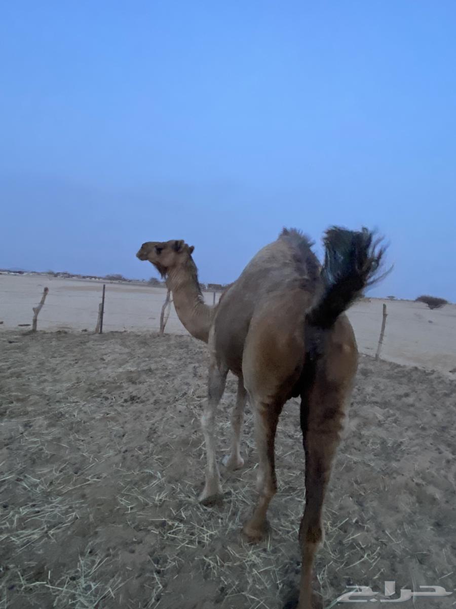 ناقه ساحليه للبيع64359445937538110