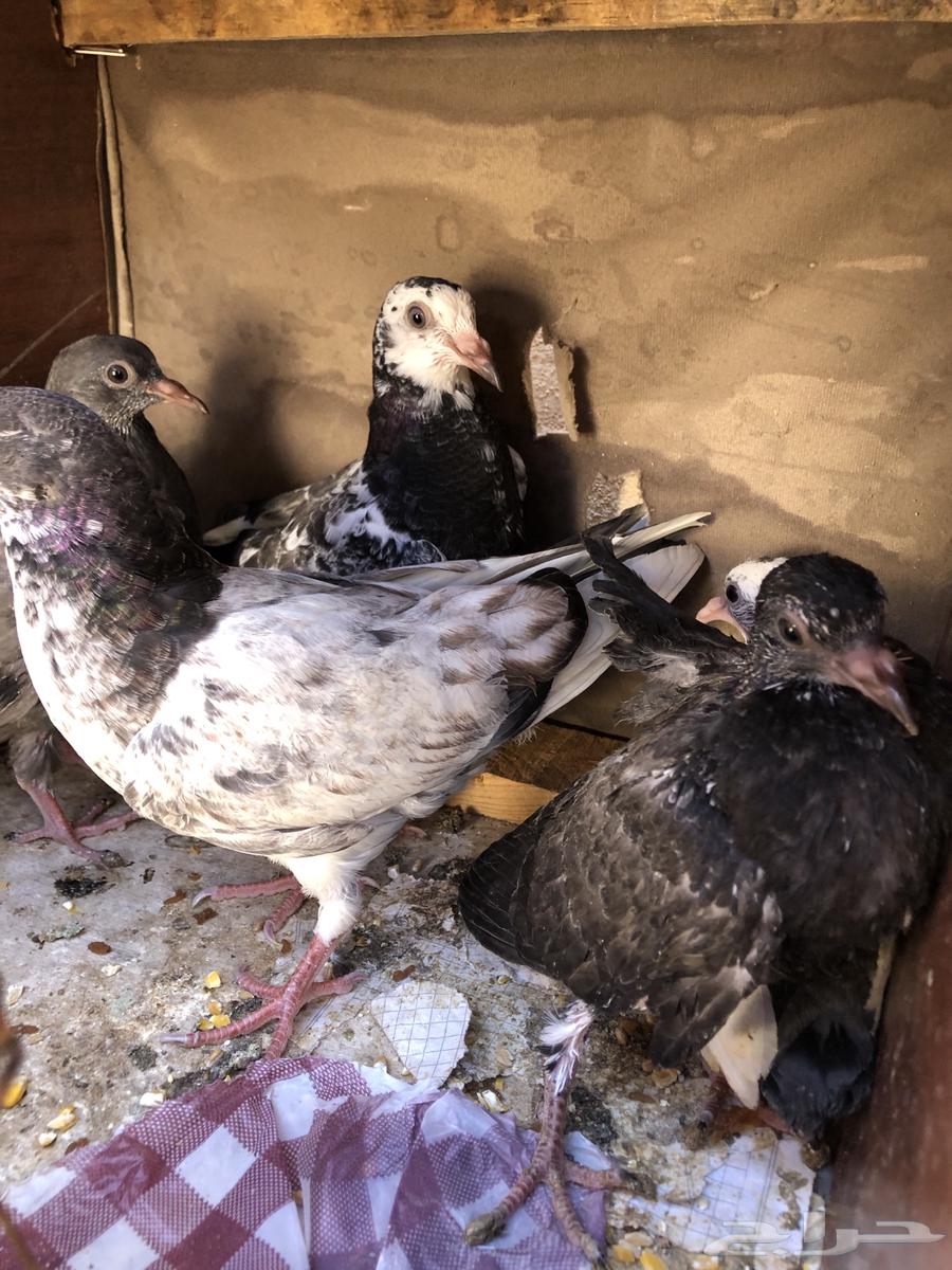 البيع زقليل64359503731330113