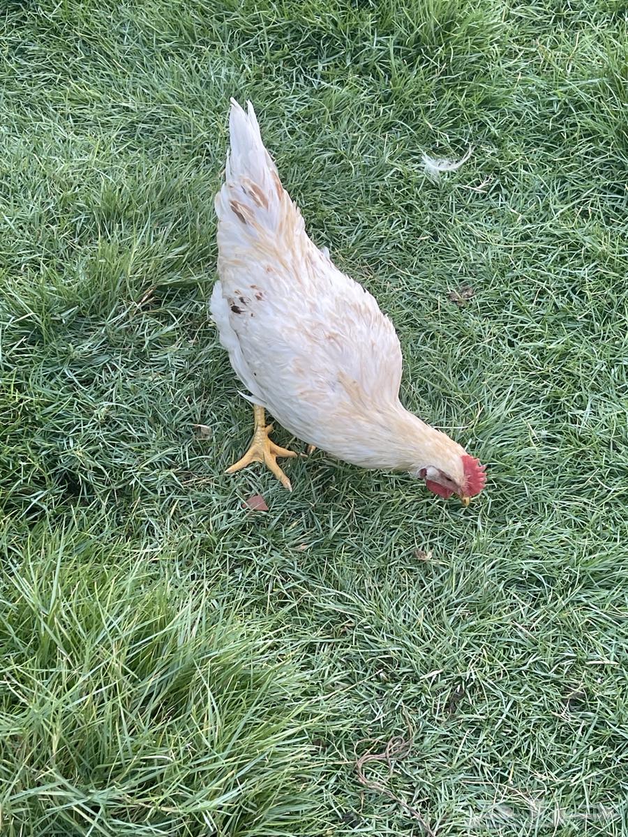 ديك لوهمان وبلدي للبيع64356354906243111