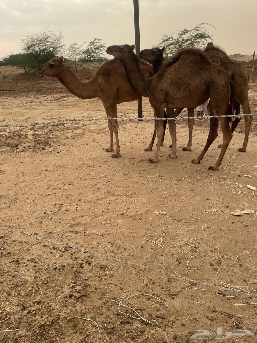 Qa3dan and Bakar64359116829442111