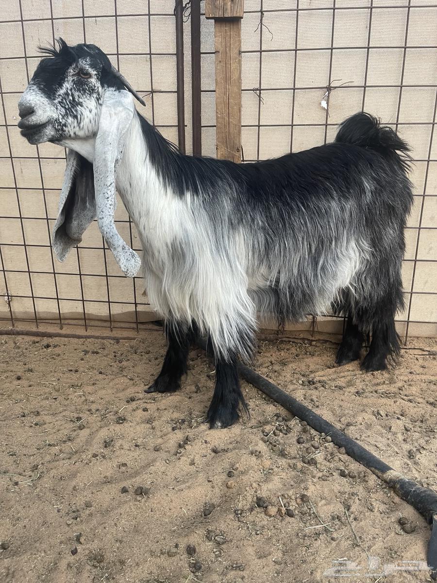 عرض بيع جذعه عارضيه خصم64360420505346110