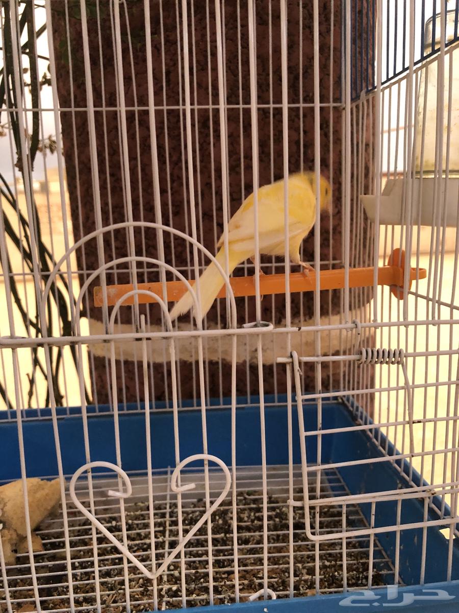 ذكرين كناري مغرده64358799985282111