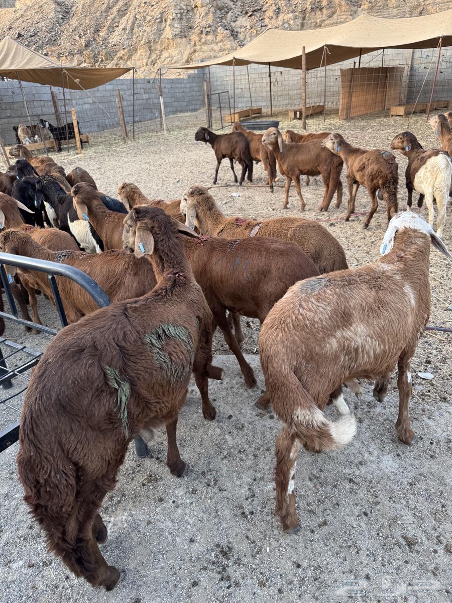 طليان سواكن64241769573250114