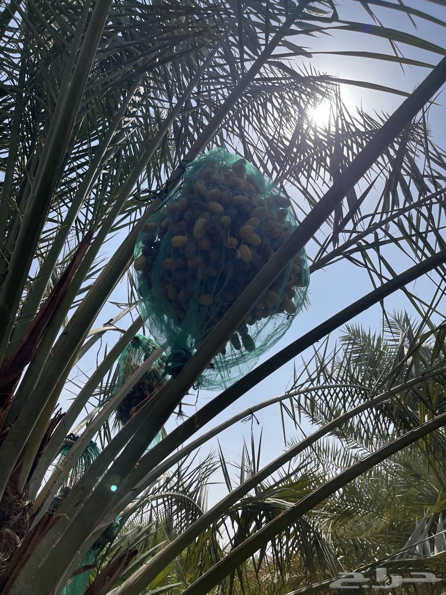 Fresh and dry dates for sale64356004706433112