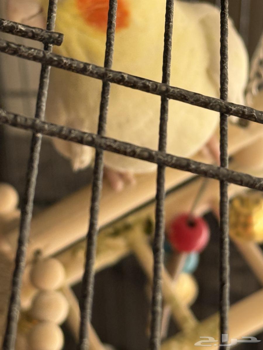 طيور كروان لاتينو64356748054786112