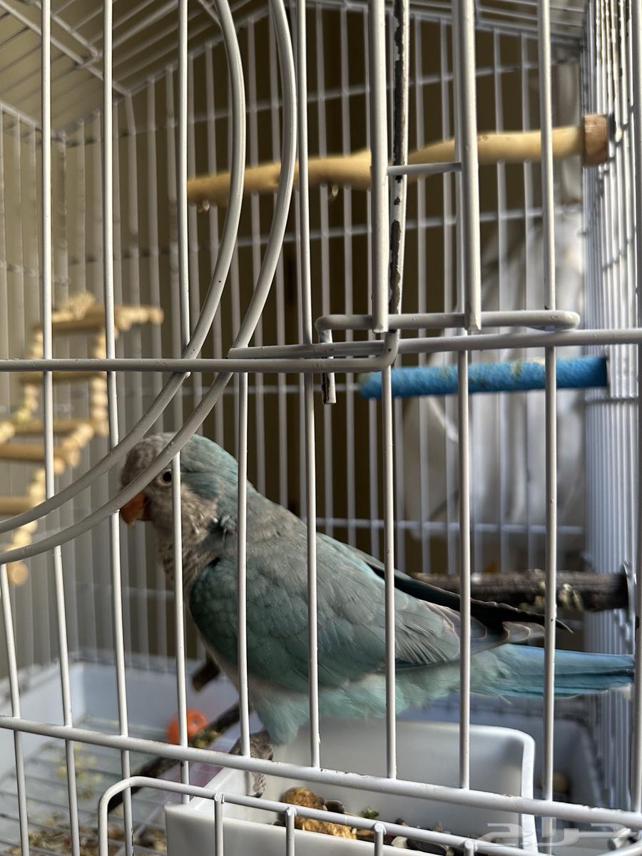 ببغاء كويكر ازرق64352457839619112