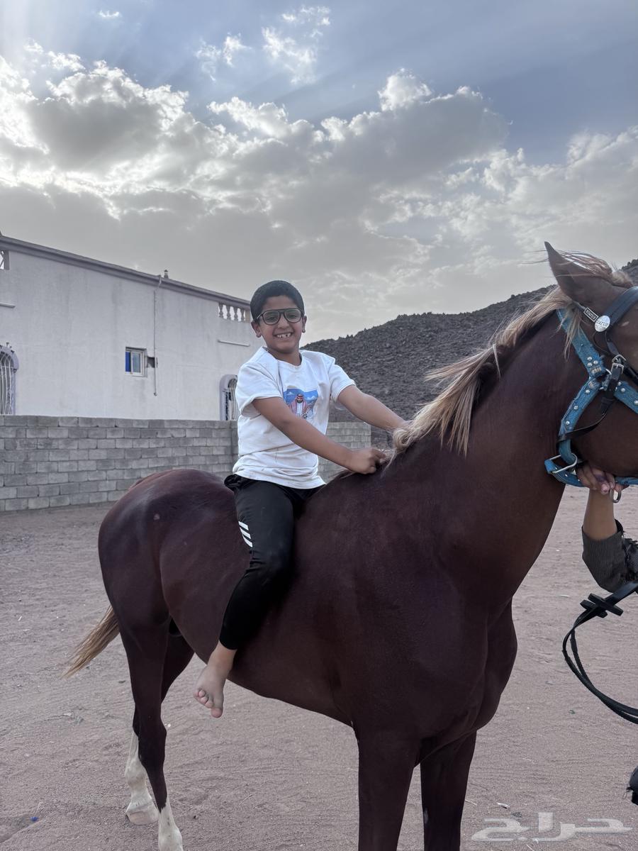 A two-year-and-three-month-old horse64355523038466111