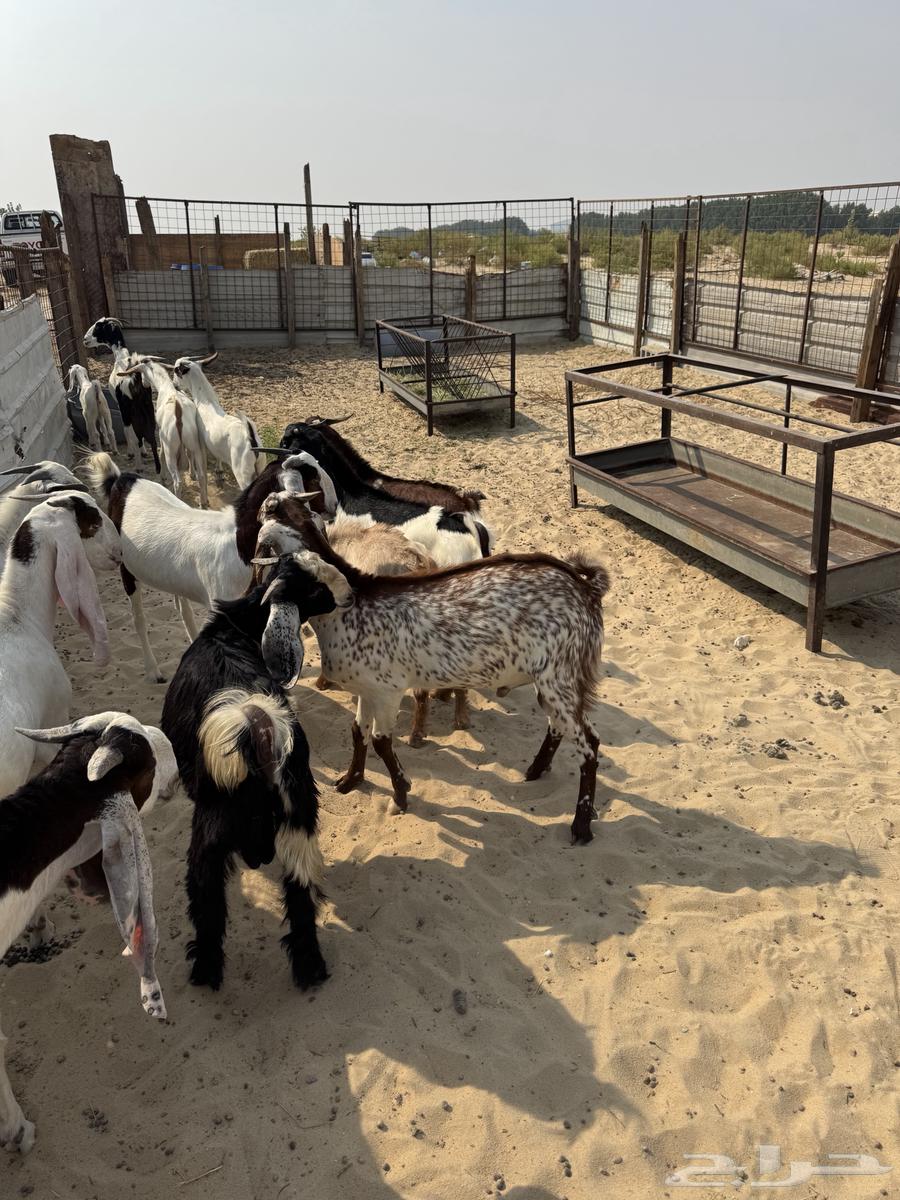 تيوس للبيع64353361386625114