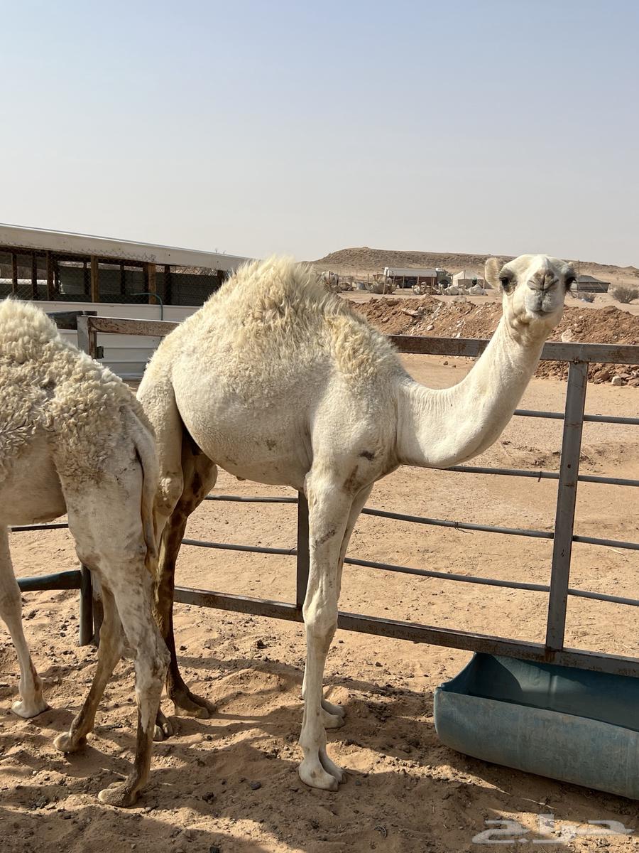 قعدان بريه ونضاف64353076911105111