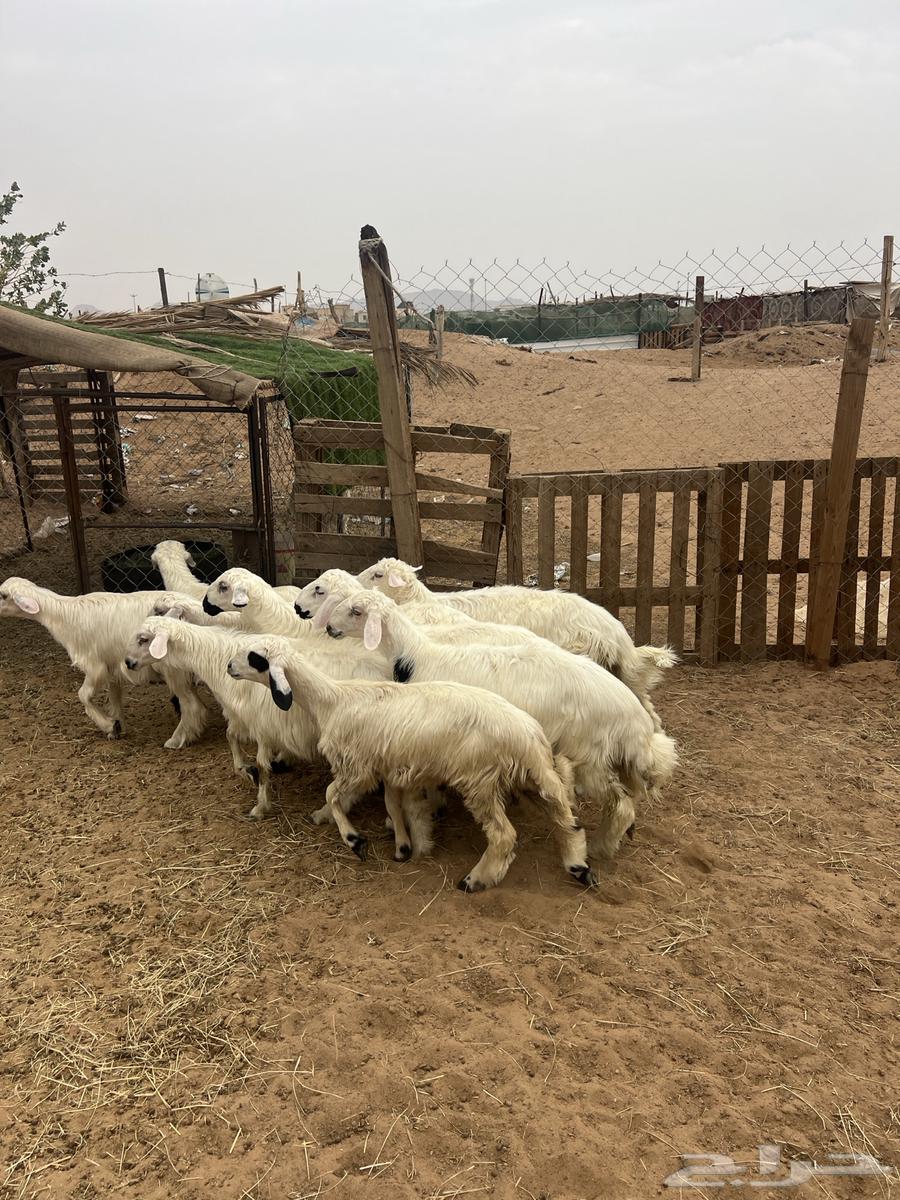 Lamb and goat sacrifices, yellow rakhals, Najran, local goats64354237955073111