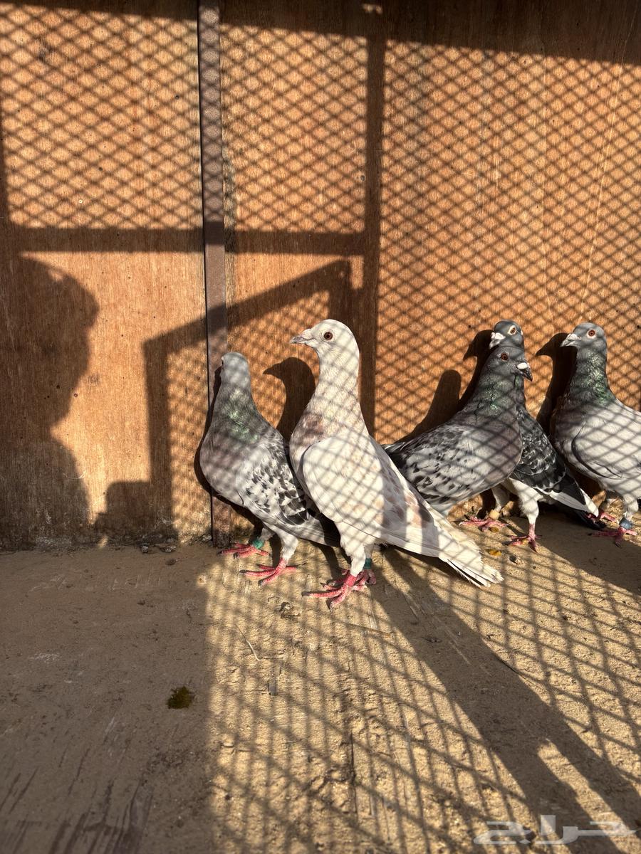 خوارج للبيع64351258966146110