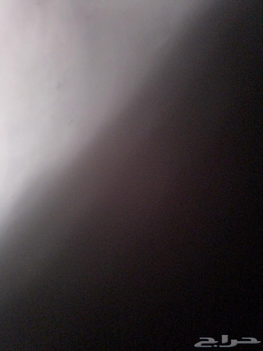 شجر كين للبيع64360959350403110