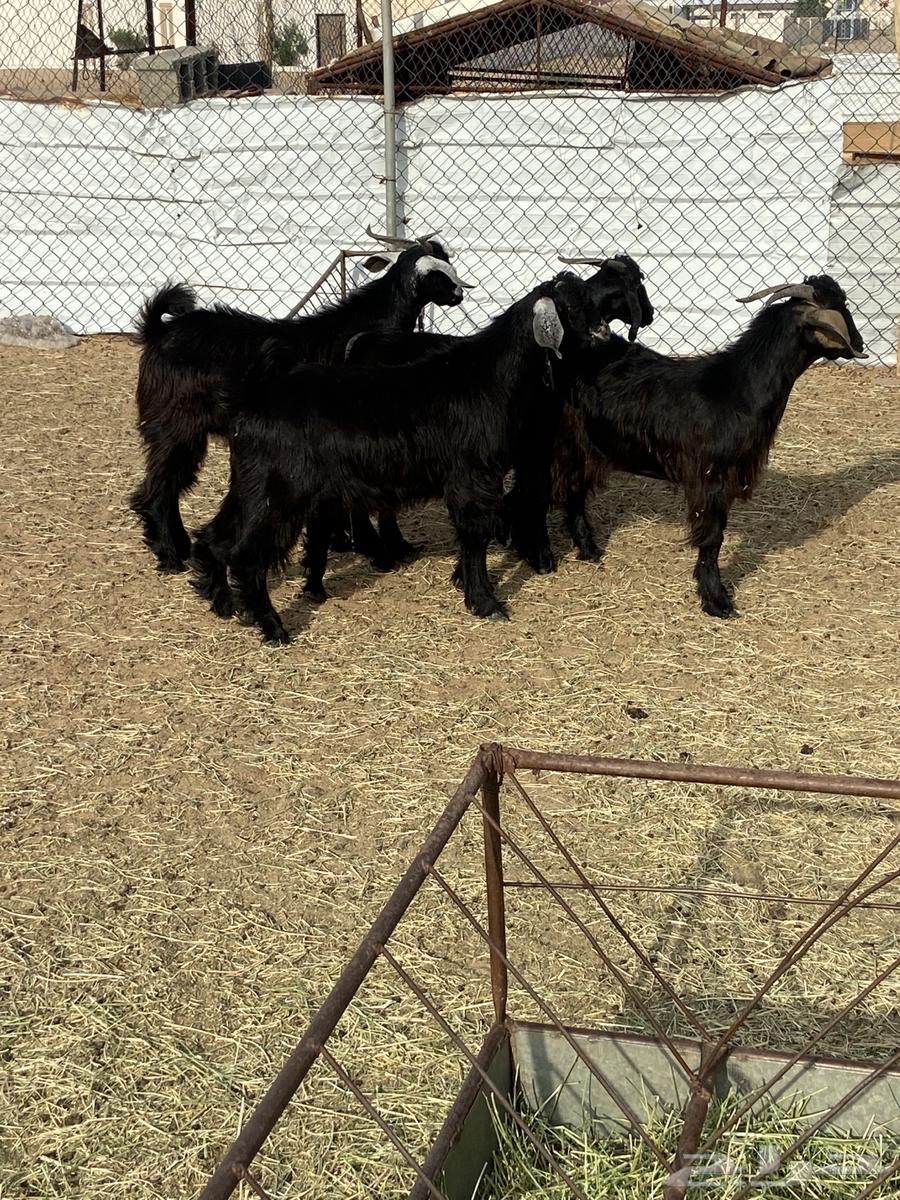 اربعه تيوس فل الفل شحم64358972468097112