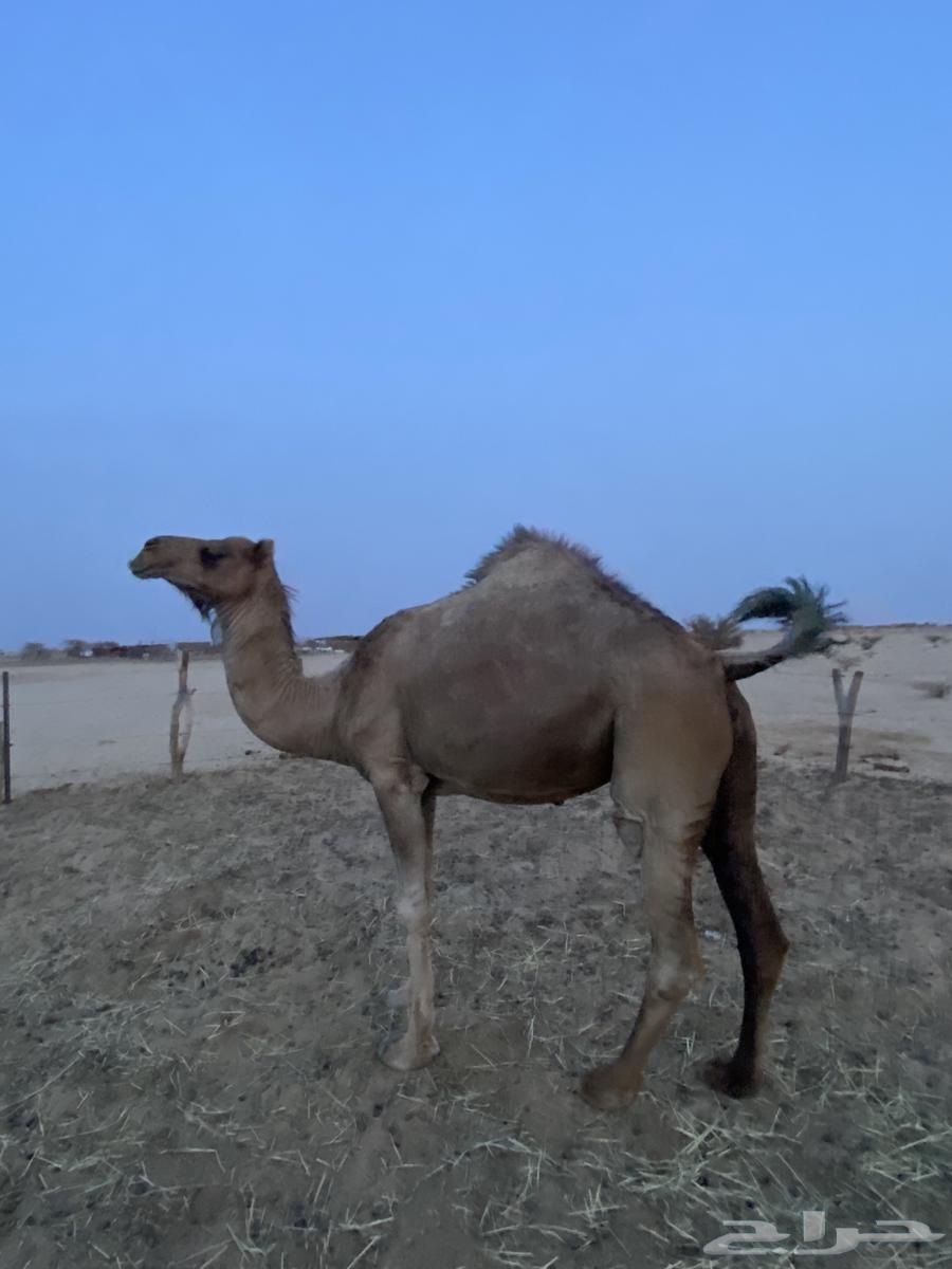 ناقه ساحليه للبيع64359445937538111