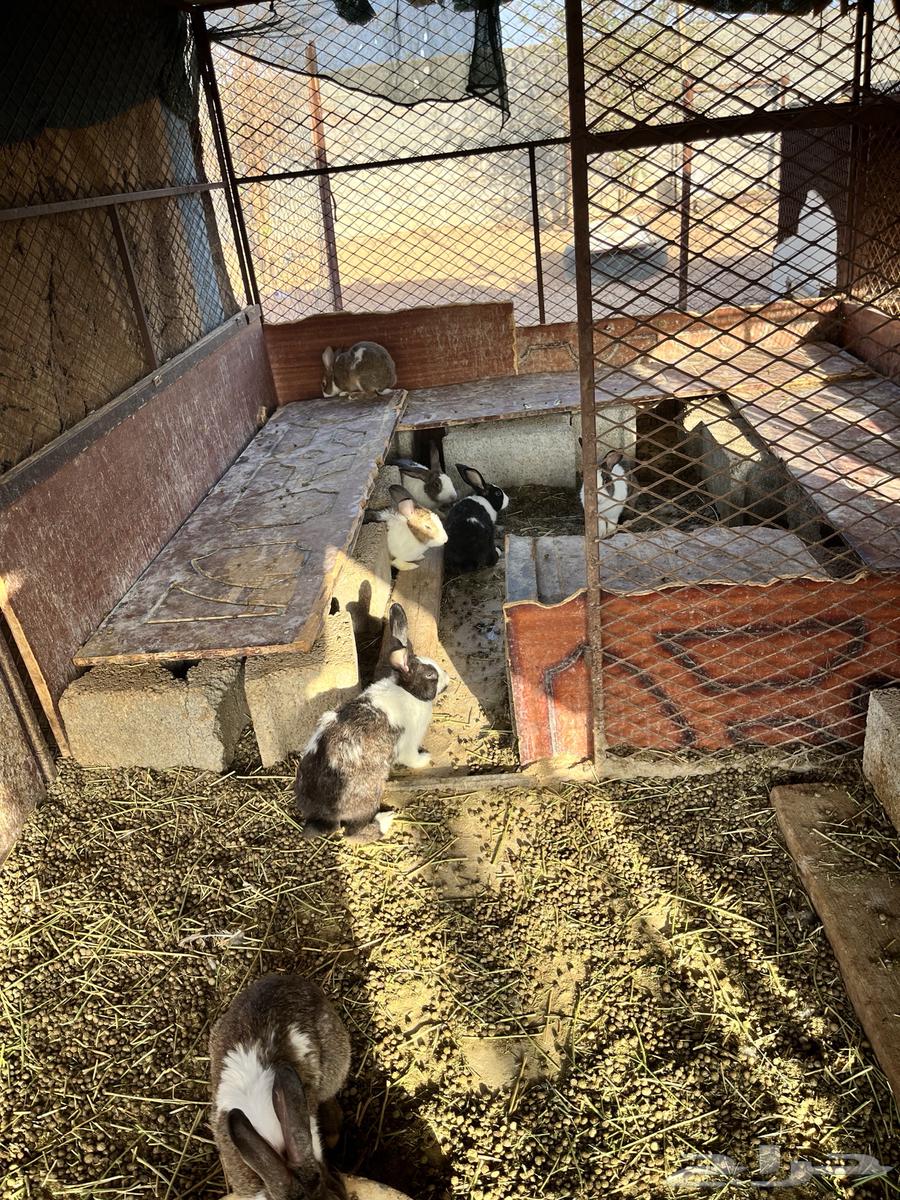 ارانب للبيع64356689893249111