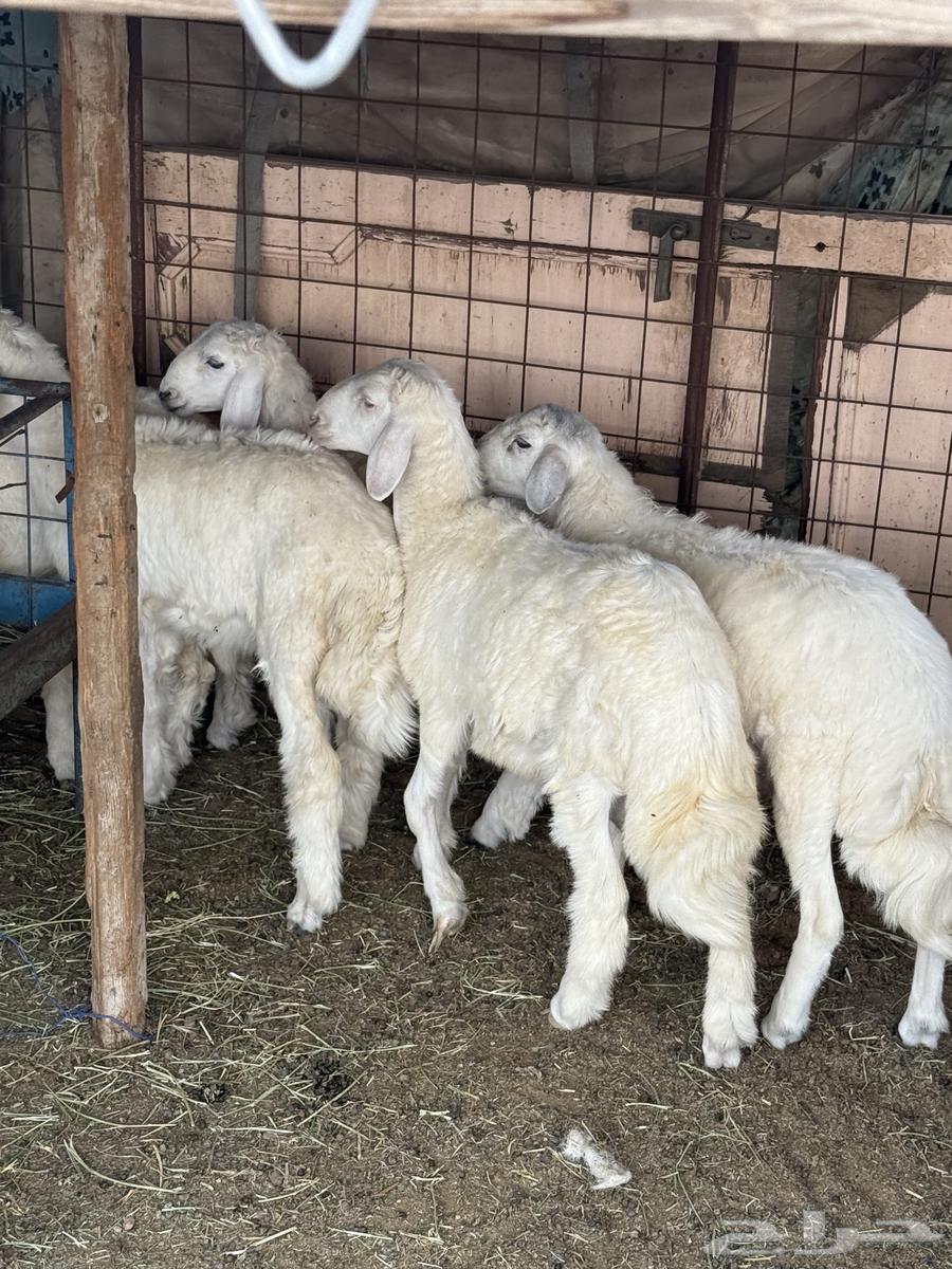 طليان للبيع64357468242177112